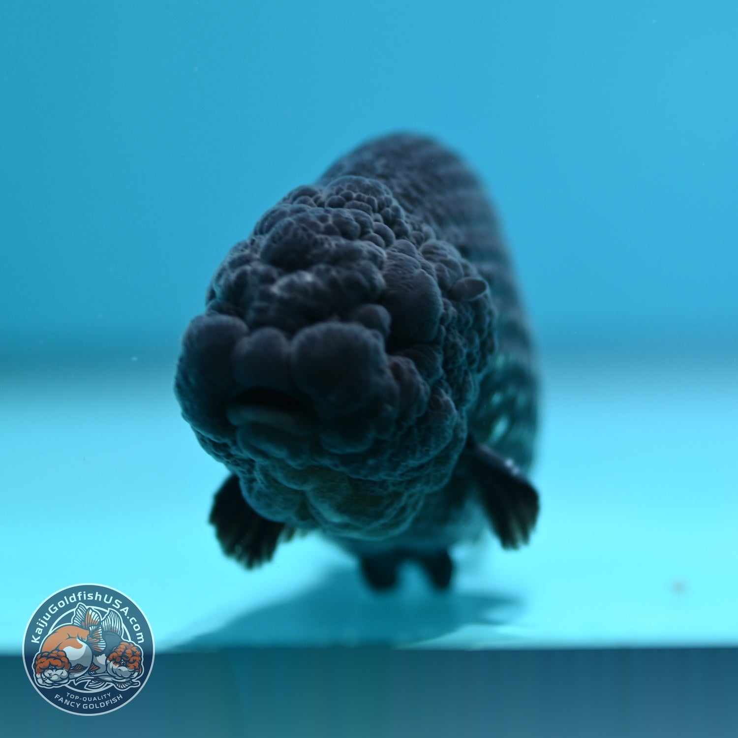 Platinum Ranchu 3.5 inch Body (260612_RC07)