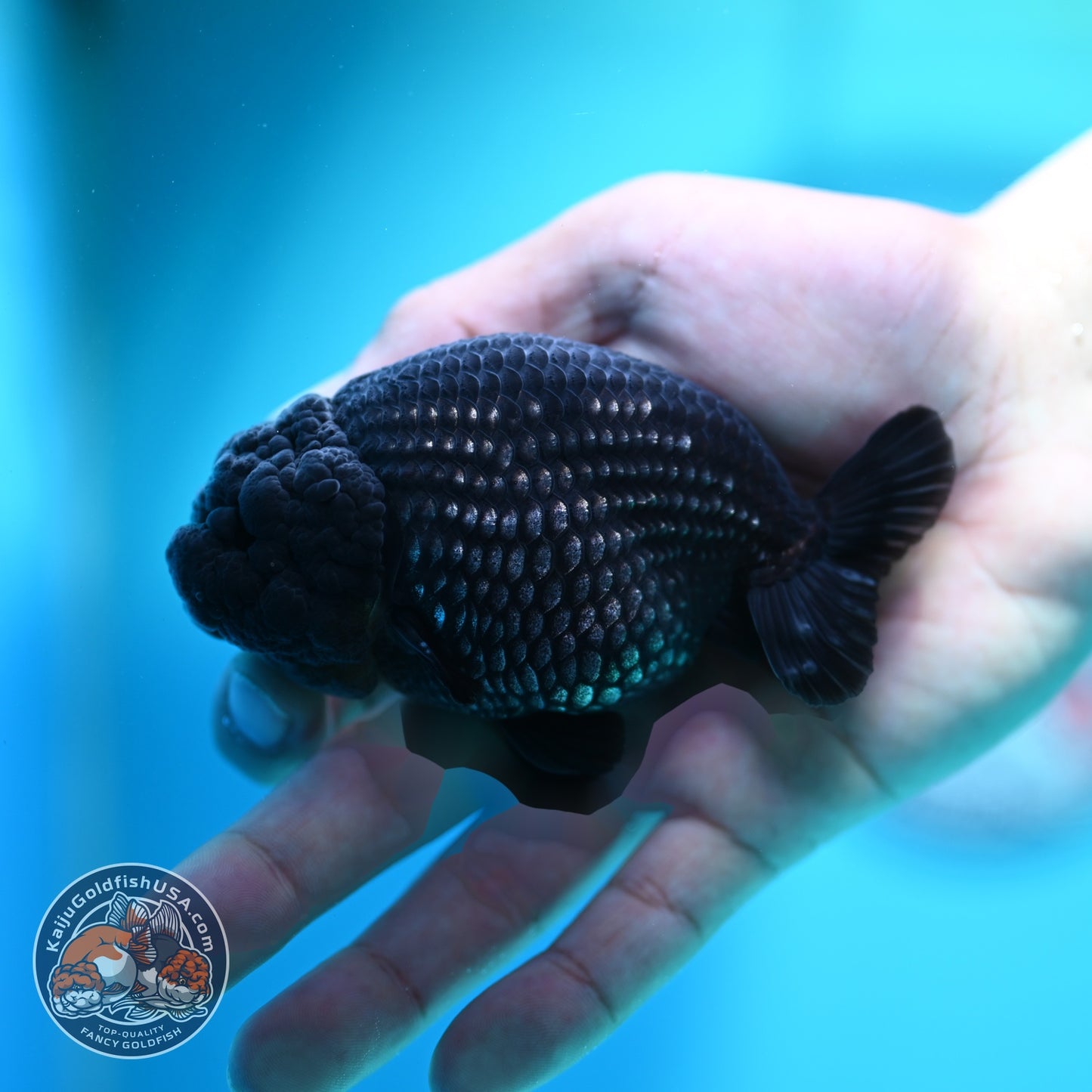 Platinum Ranchu 3.5 inch Body (260612_RC07)
