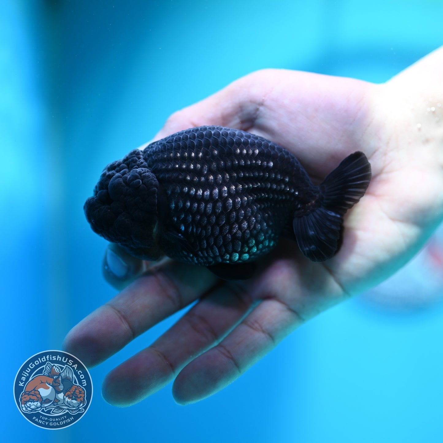 Platinum Ranchu 3.5 inch Body (260612_RC07)
