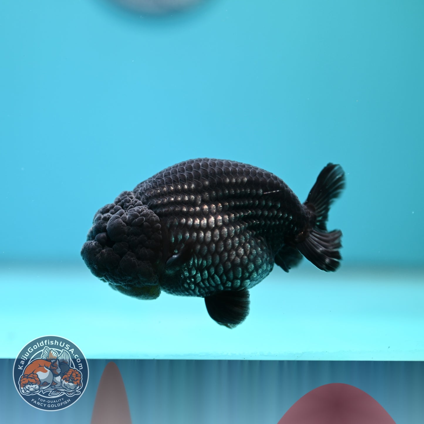 Platinum Ranchu 3.5 inch Body (260612_RC07)