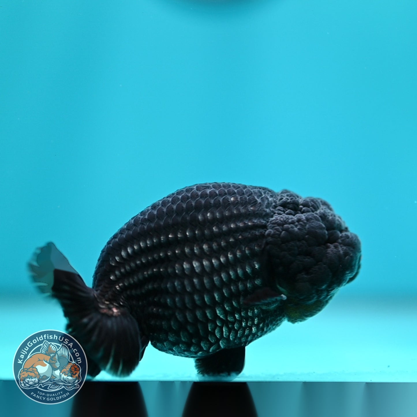 Platinum Ranchu 3.5 inch Body (260612_RC07)