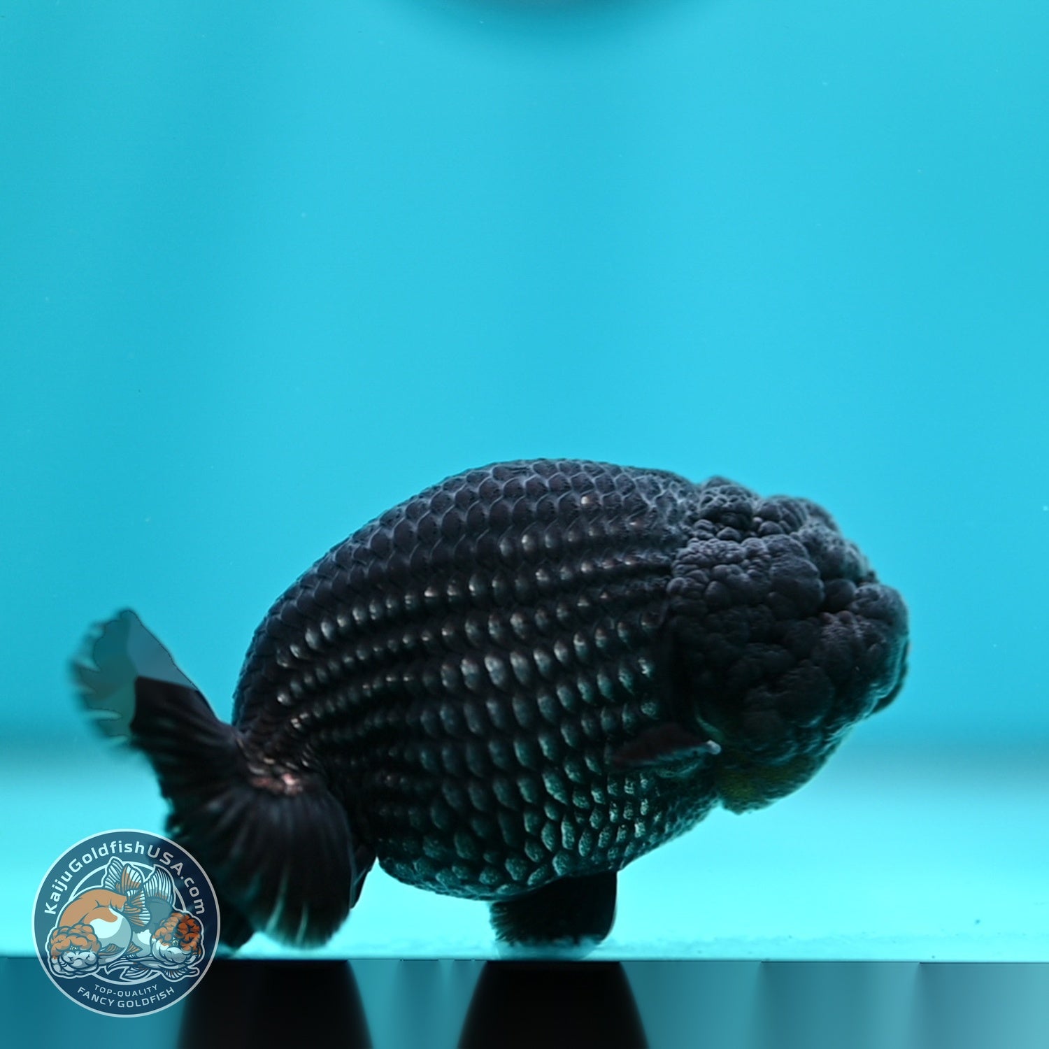 Platinum Ranchu 3.5 inch Body (260612_RC07)