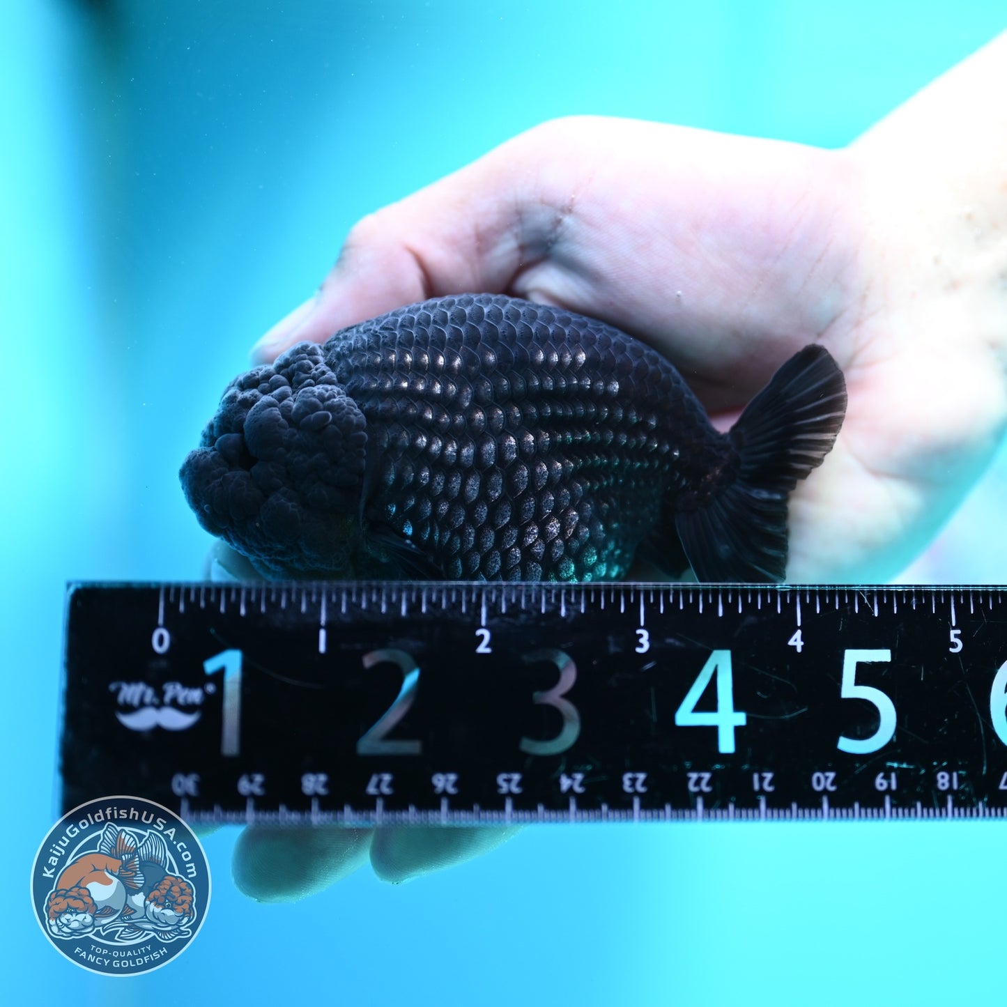 Platinum Ranchu 3.5 inch Body (260612_RC07)