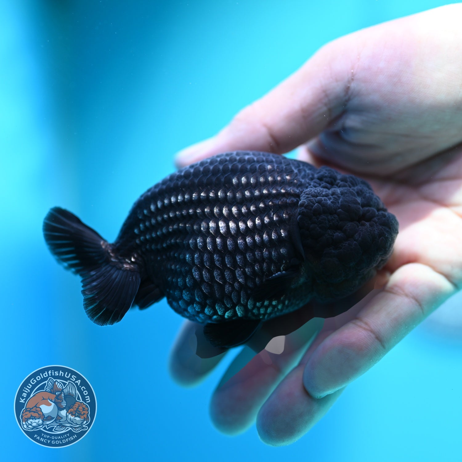 Platinum Ranchu 3.5 inch Body (260612_RC07)