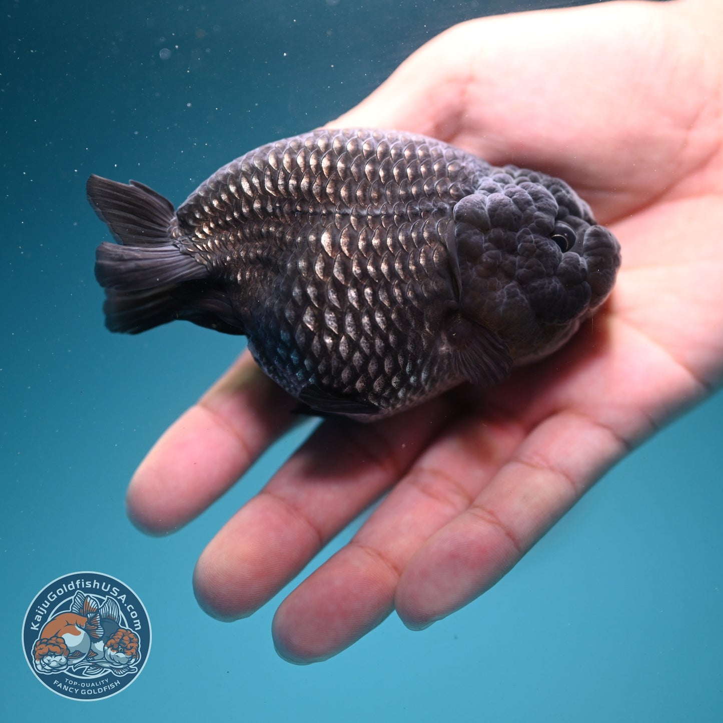 Platinum Ranchu 3.5 inch Body (260626_RC01)