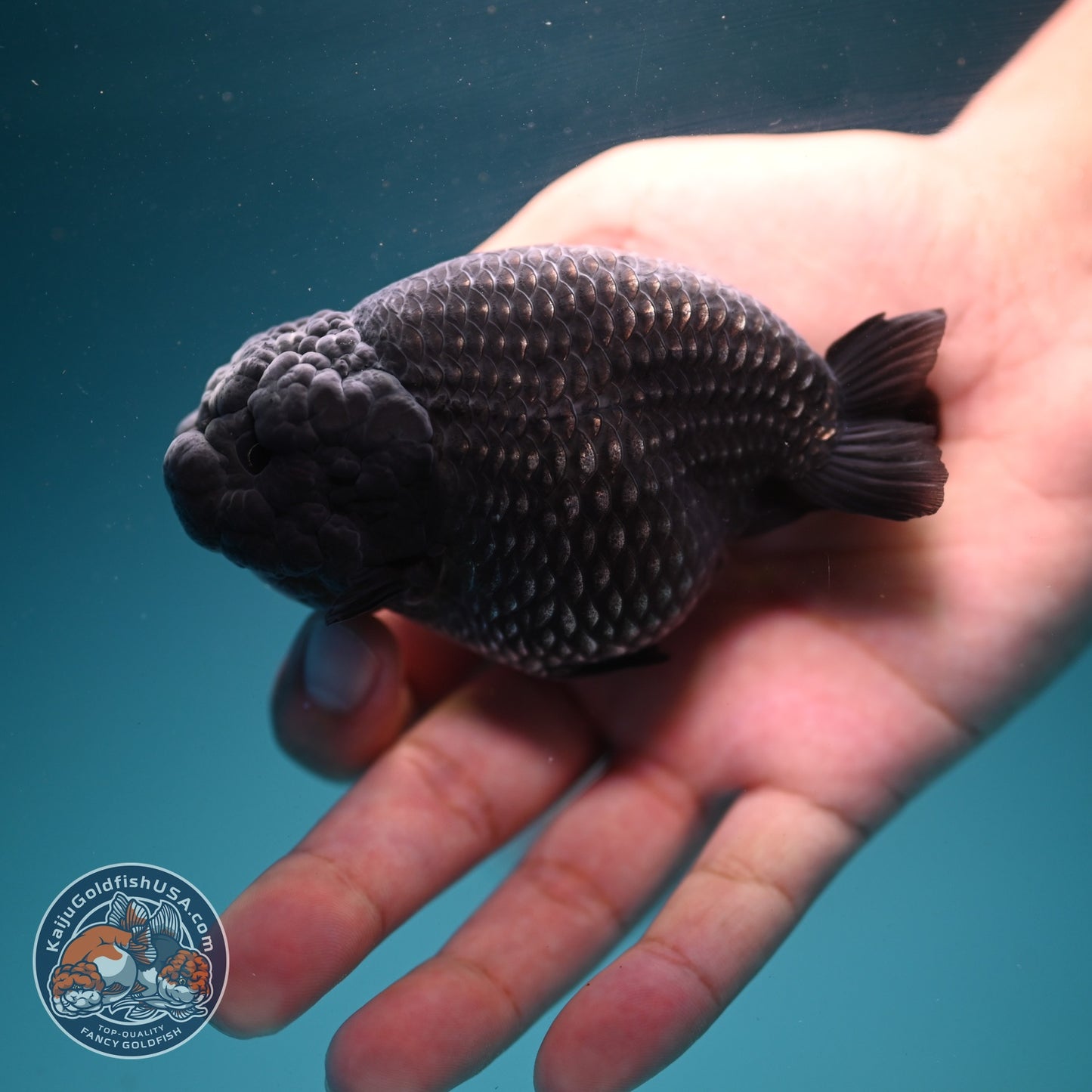 Platinum Ranchu 3.5 inch Body (260626_RC01)