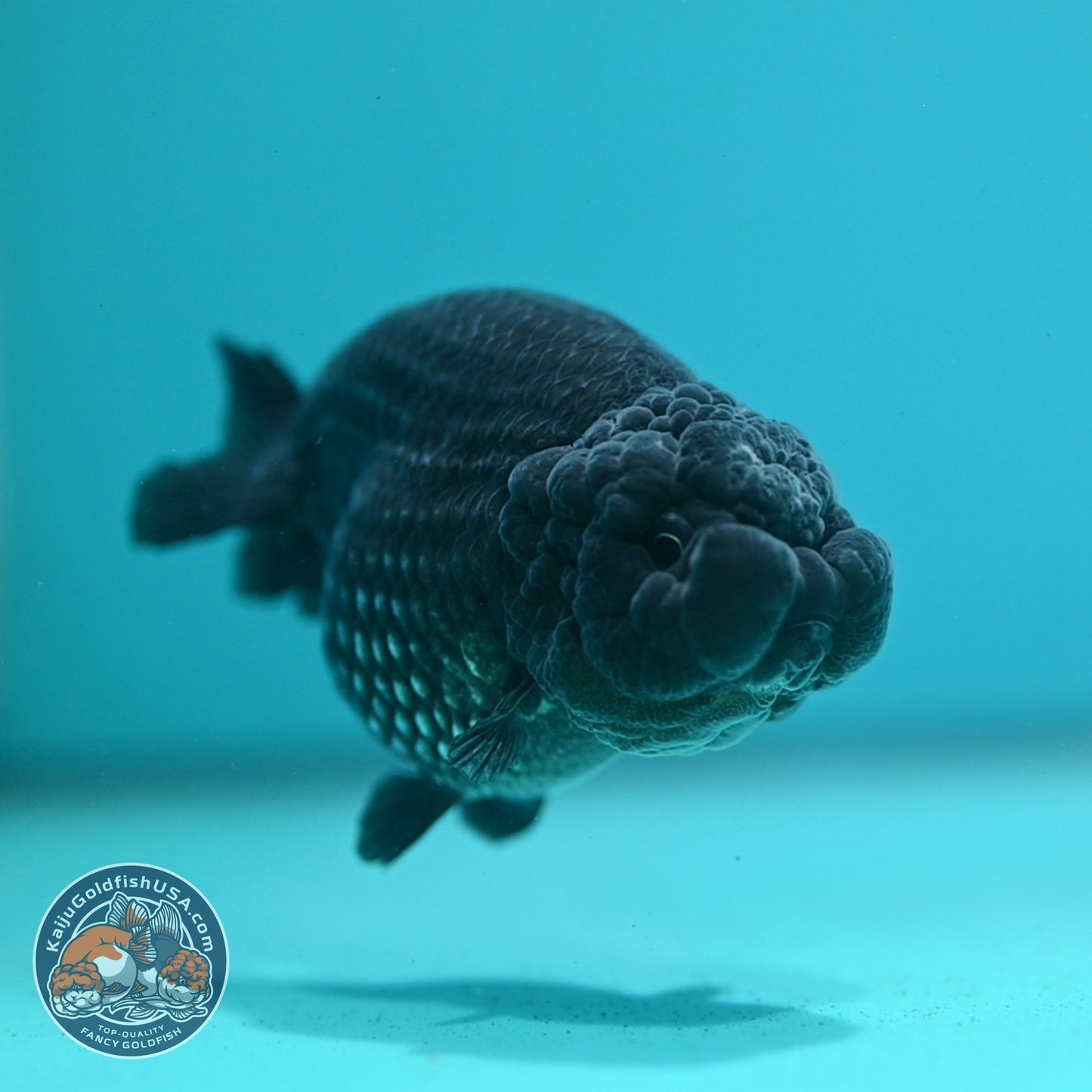 Platinum Ranchu 3.5 inch Body (260626_RC01)