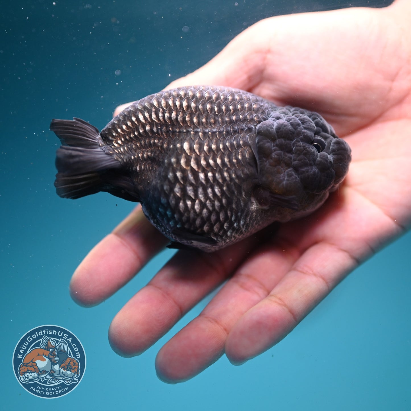 Platinum Ranchu 3.5 inch Body (260626_RC01)
