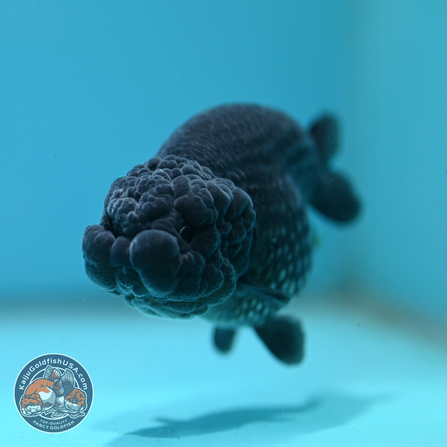 Platinum Ranchu 3.5 inch Body (260626_RC01)