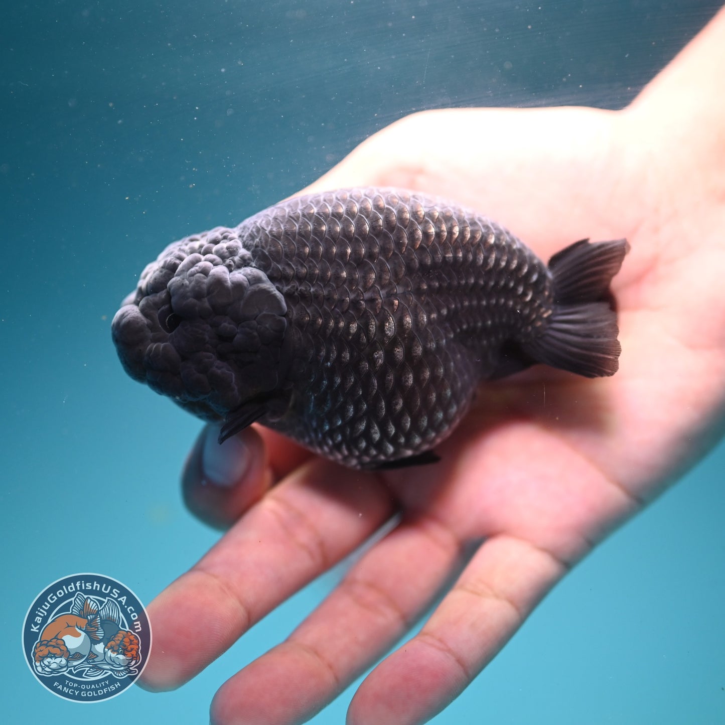 Platinum Ranchu 3.5 inch Body (260626_RC01)