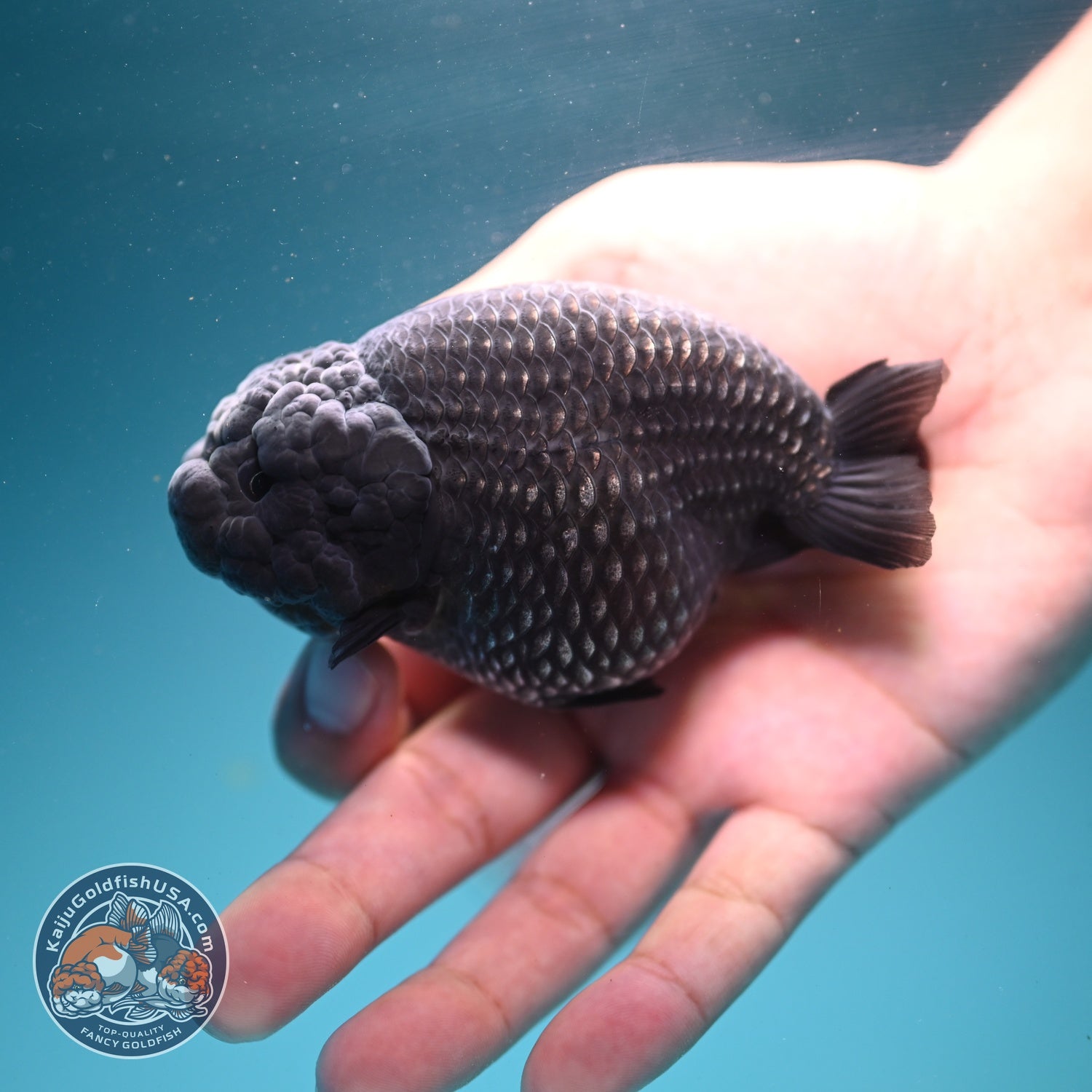 Platinum Ranchu 3.5 inch Body (260626_RC01)