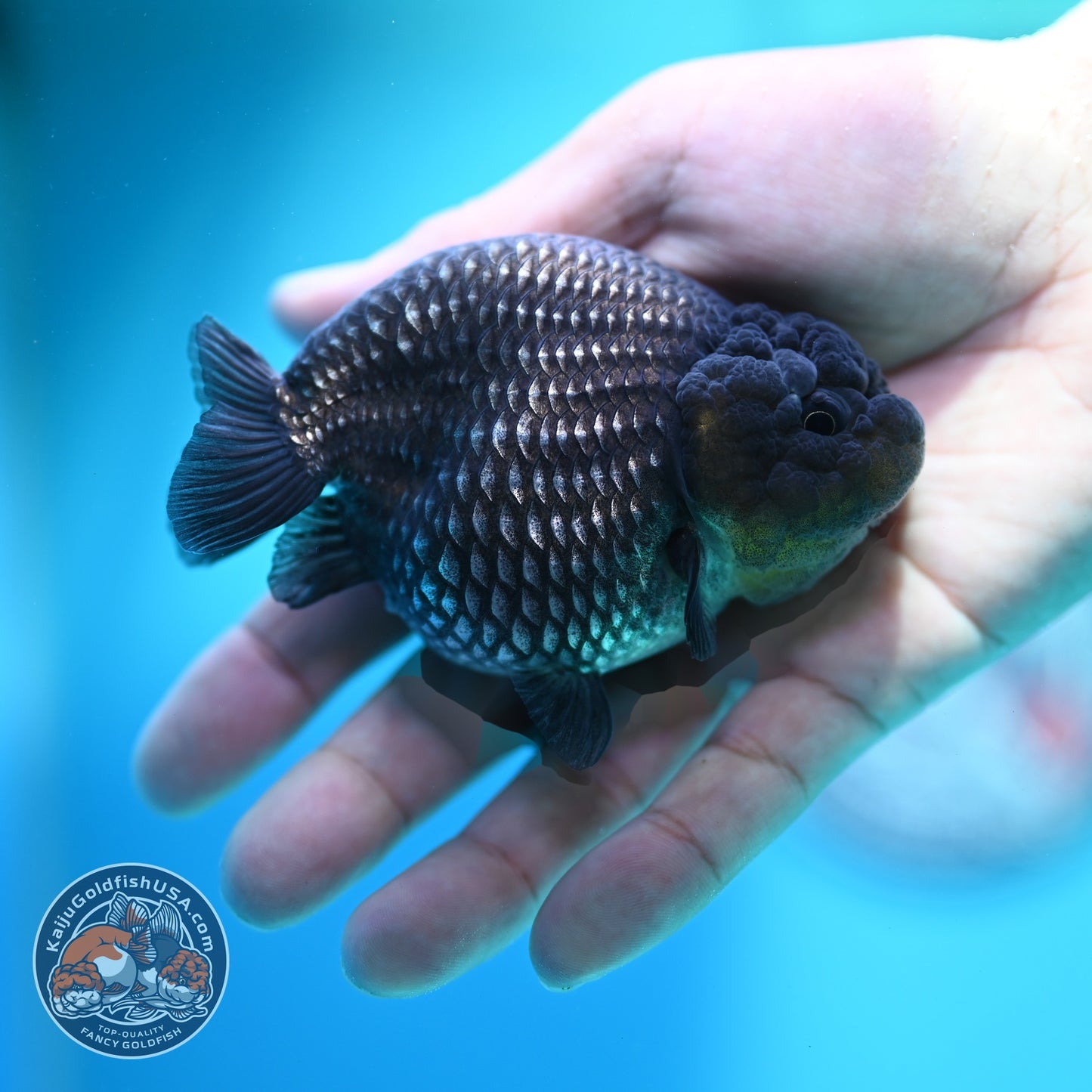 Platinum Ranchu 3.8 inch Body (260612_RC04)