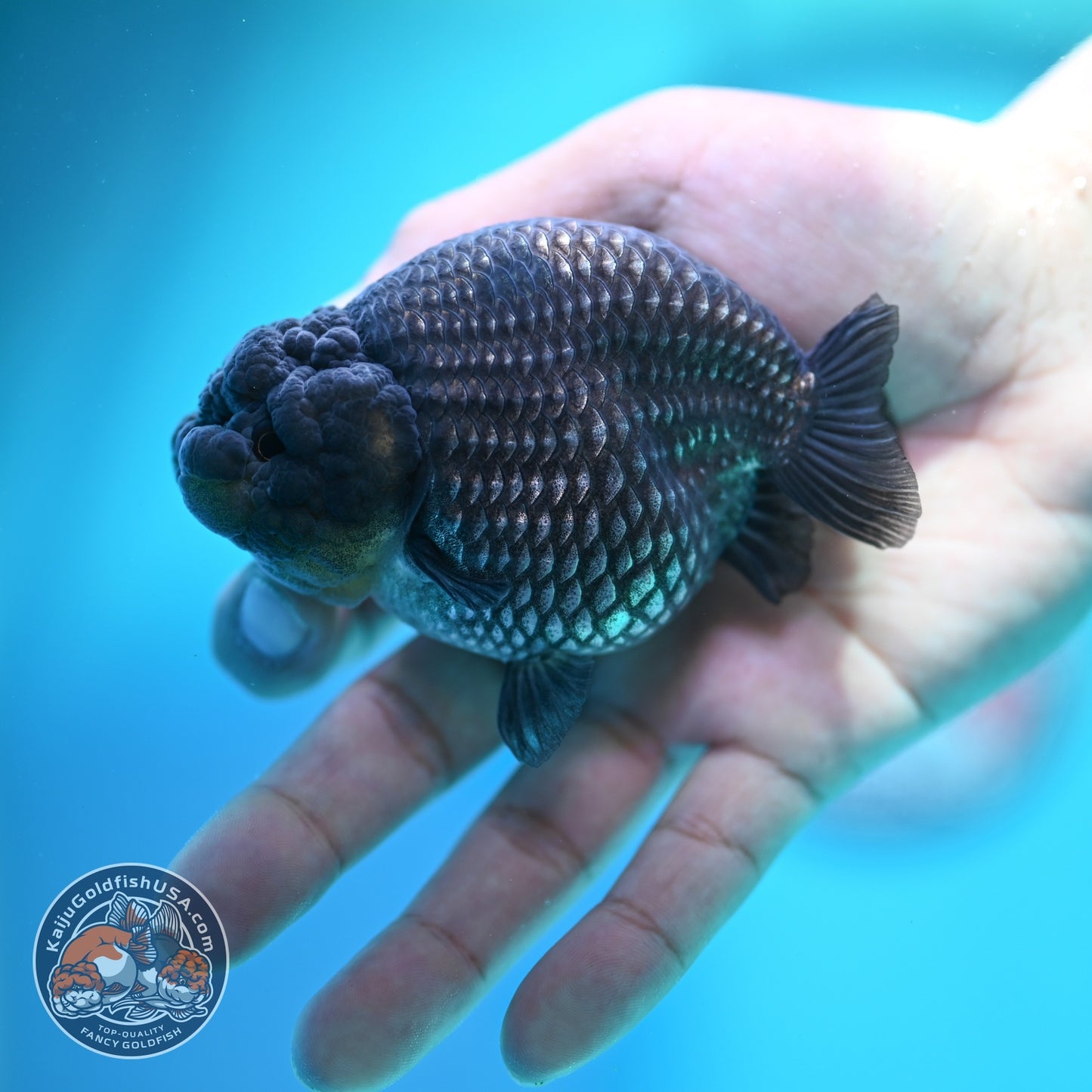 Platinum Ranchu 3.8 inch Body (260612_RC04)