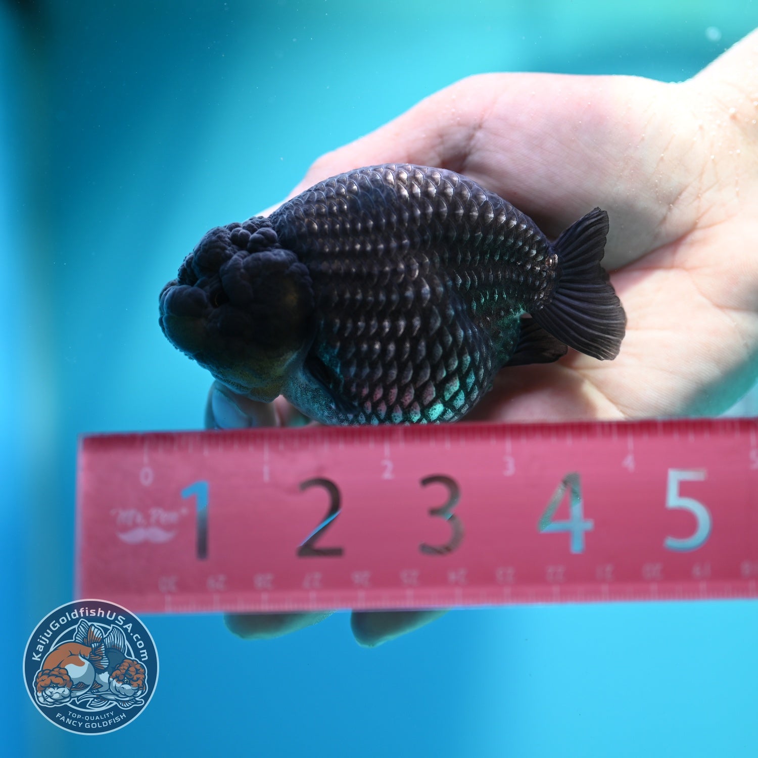 Platinum Ranchu 3.8 inch Body (260612_RC04)