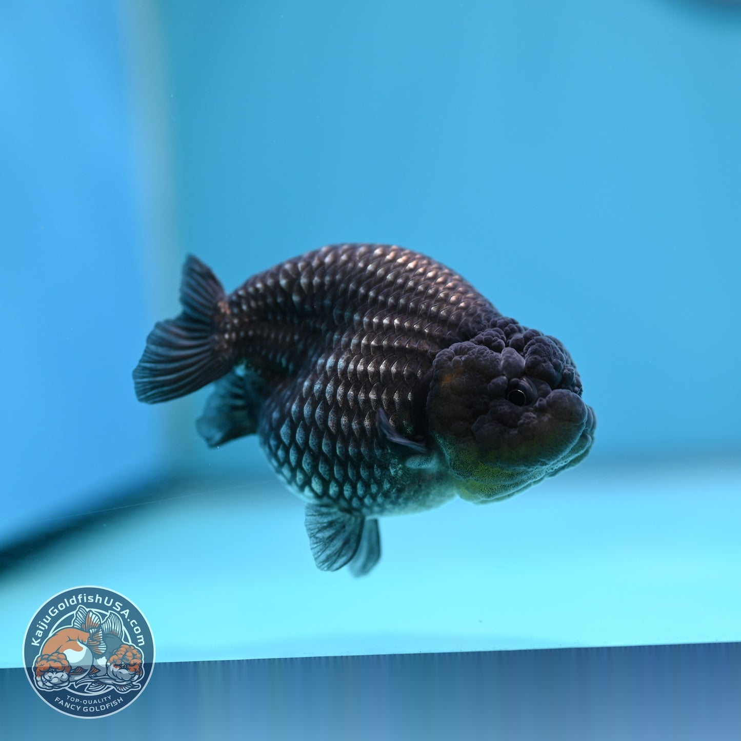 Platinum Ranchu 3.8 inch Body (260612_RC04)
