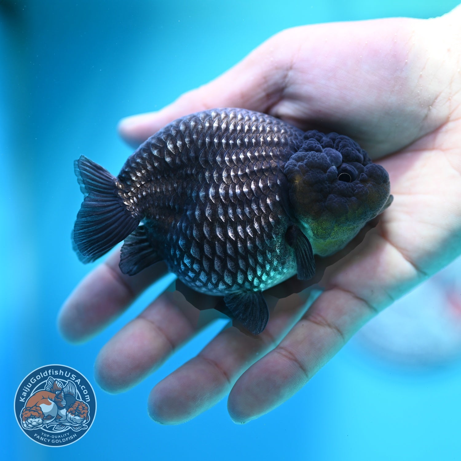 Platinum Ranchu 3.8 inch Body (260612_RC04)