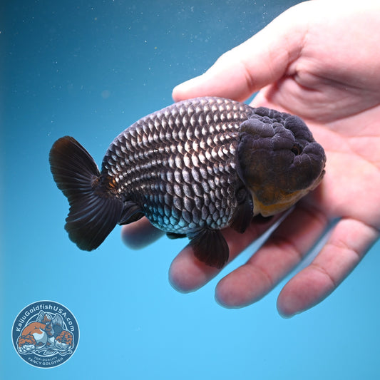 Platinum Ranchu 3.8 inch Body (260807_RC03)