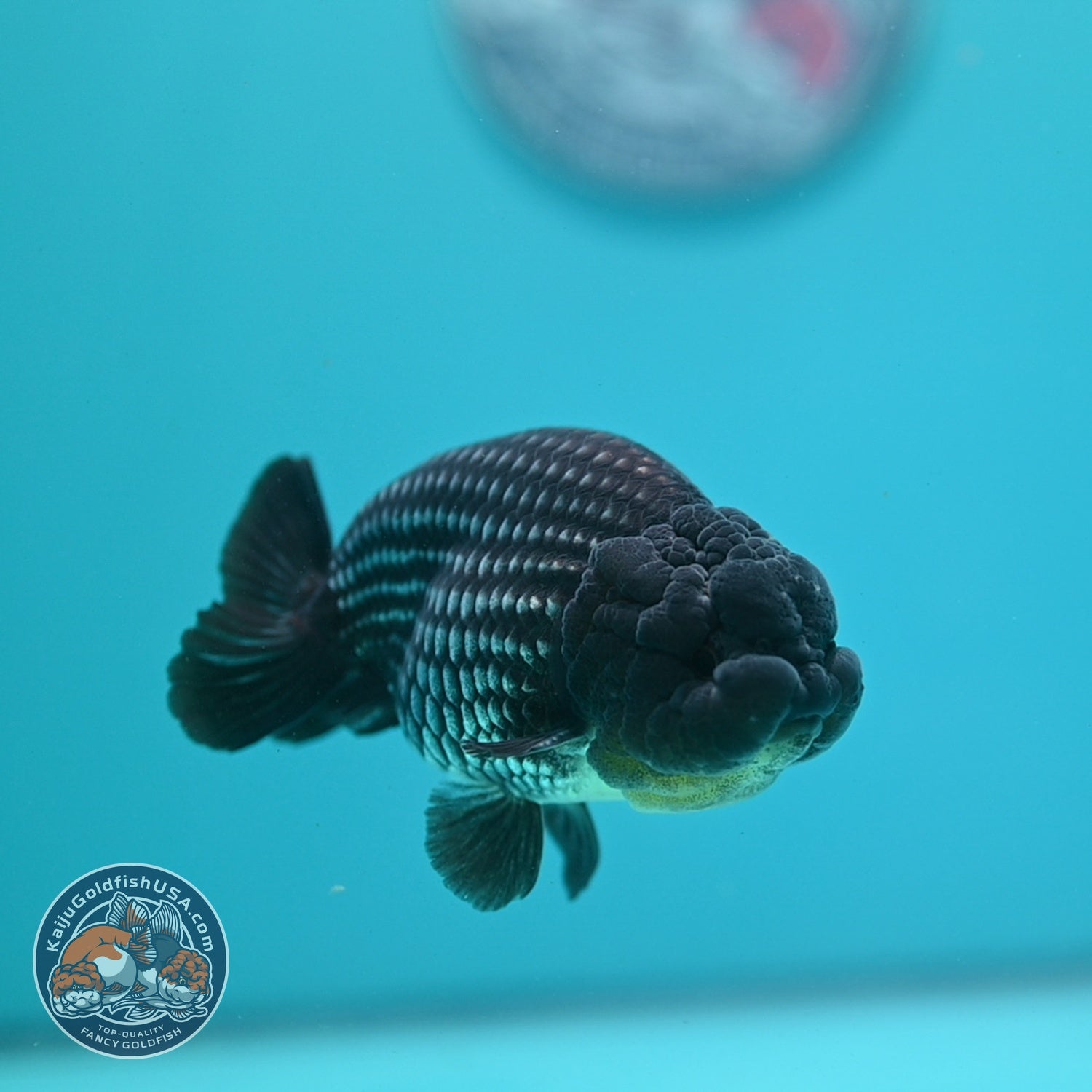Platinum Ranchu 3.8 inch Body (260807_RC03)