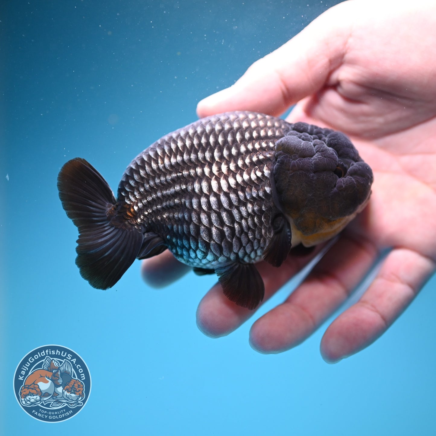 Platinum Ranchu 3.8 inch Body (260807_RC03)