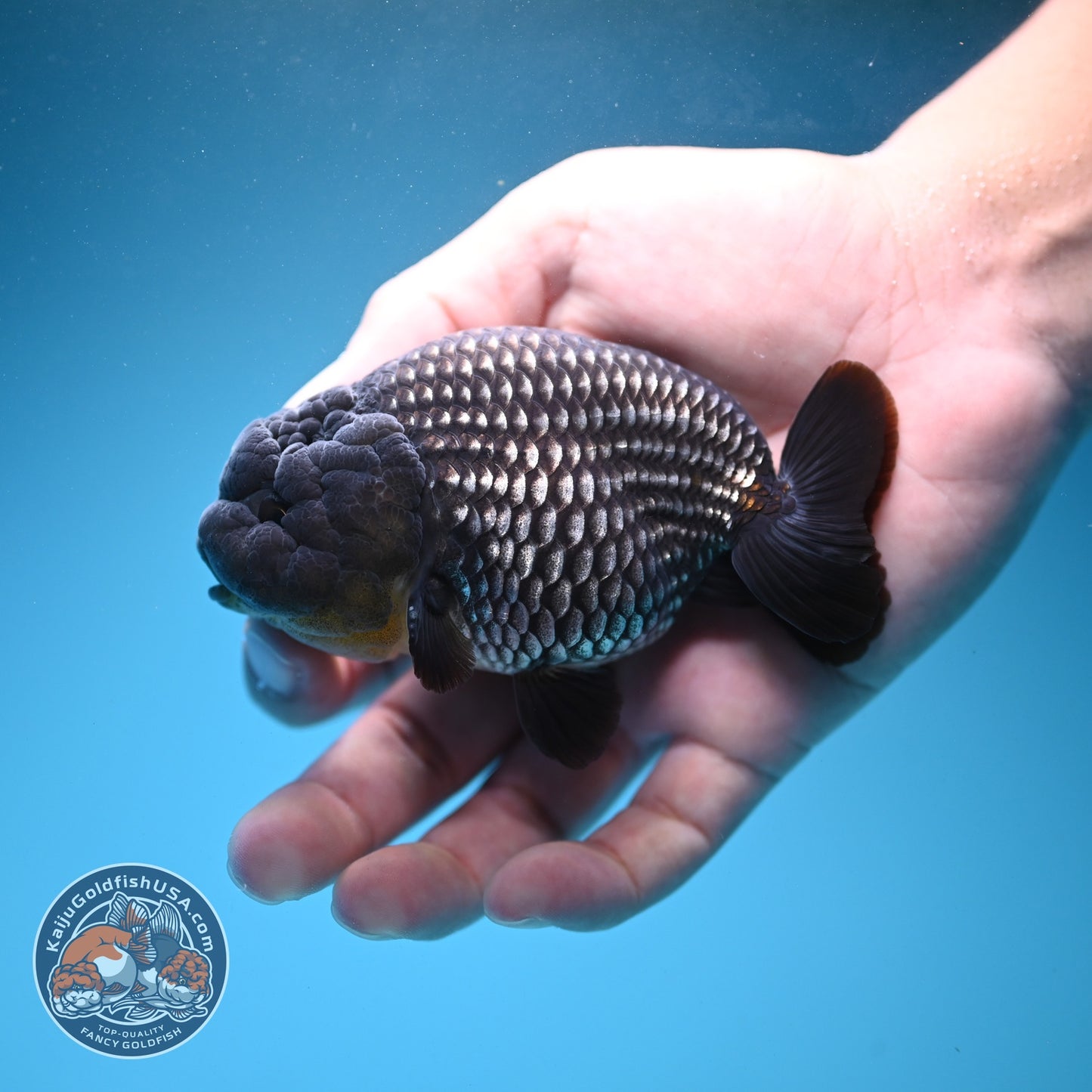 Platinum Ranchu 3.8 inch Body (260807_RC03)