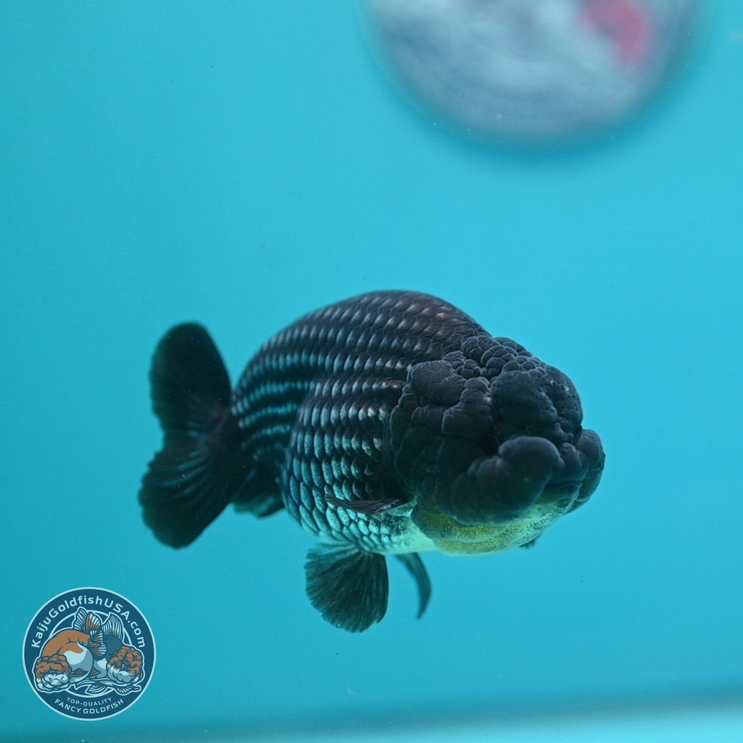 Platinum Ranchu 3.8 inch Body (260807_RC03)