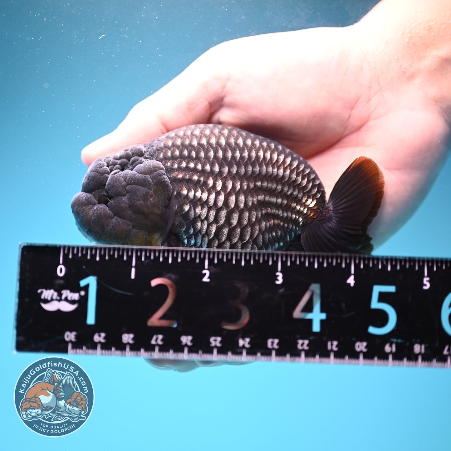 Platinum Ranchu 3.8 inch Body (260807_RC03)