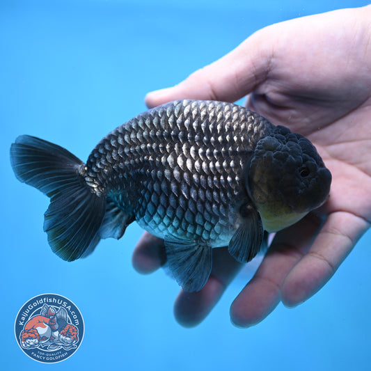 Platinum Ranchu 4.5 inch Body (251017_RC02)