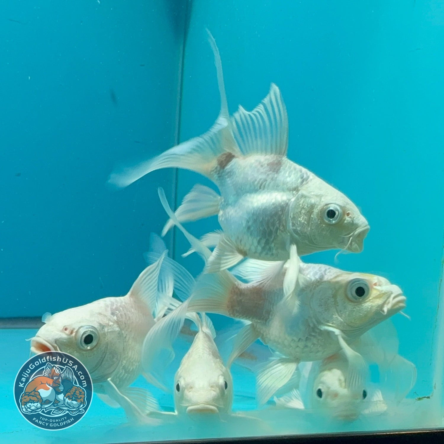 Platinum Short Body Butterfly Koi 1.5-2 inch Body | We Pick, You Save! (260821_KOI0)