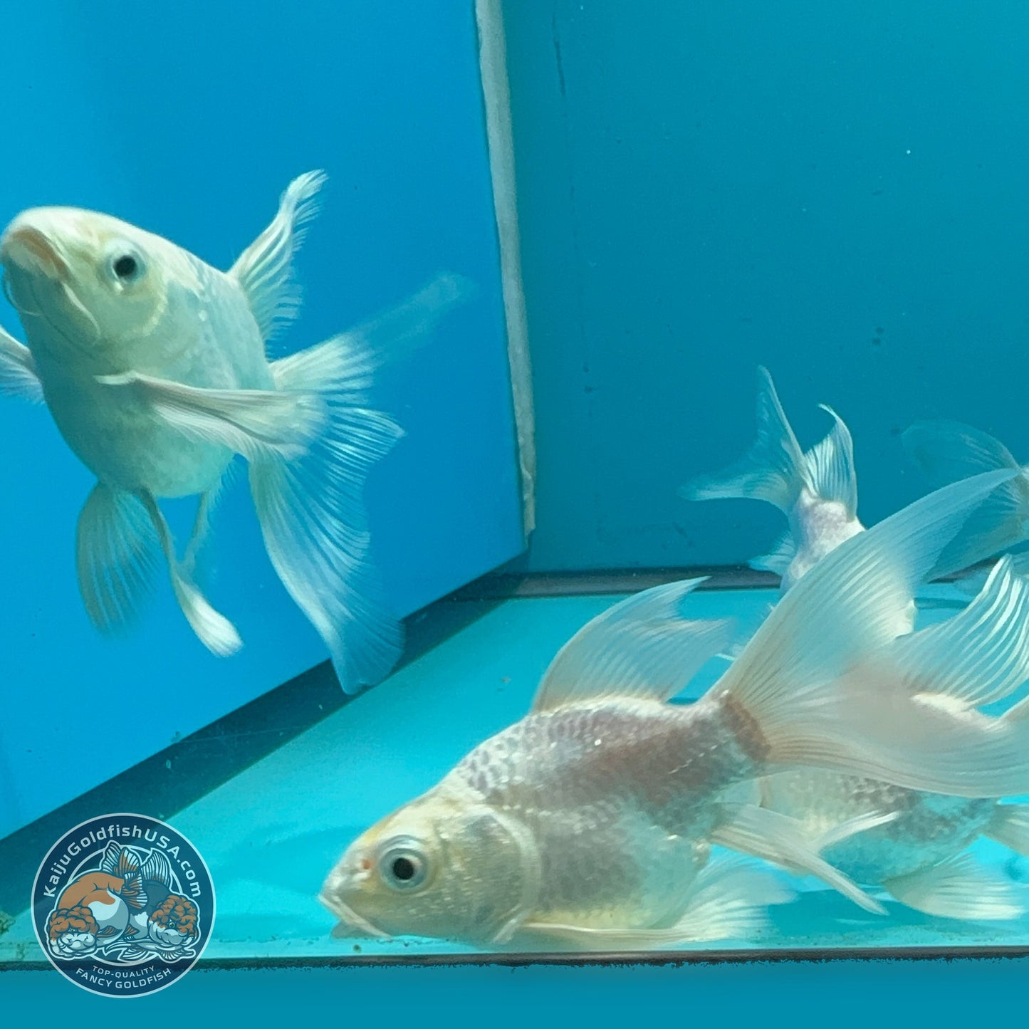 Platinum Short Body Butterfly Koi 1.5-2 inch Body | We Pick, You Save! (260821_KOI0)