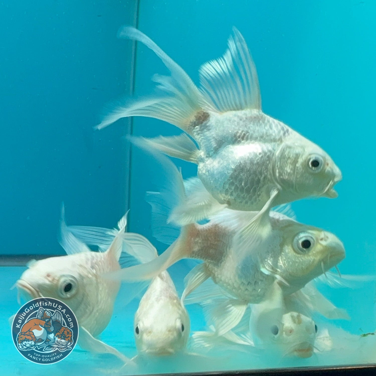Platinum Short Body Butterfly Koi 1.5-2 inch Body | We Pick, You Save! (260821_KOI0)