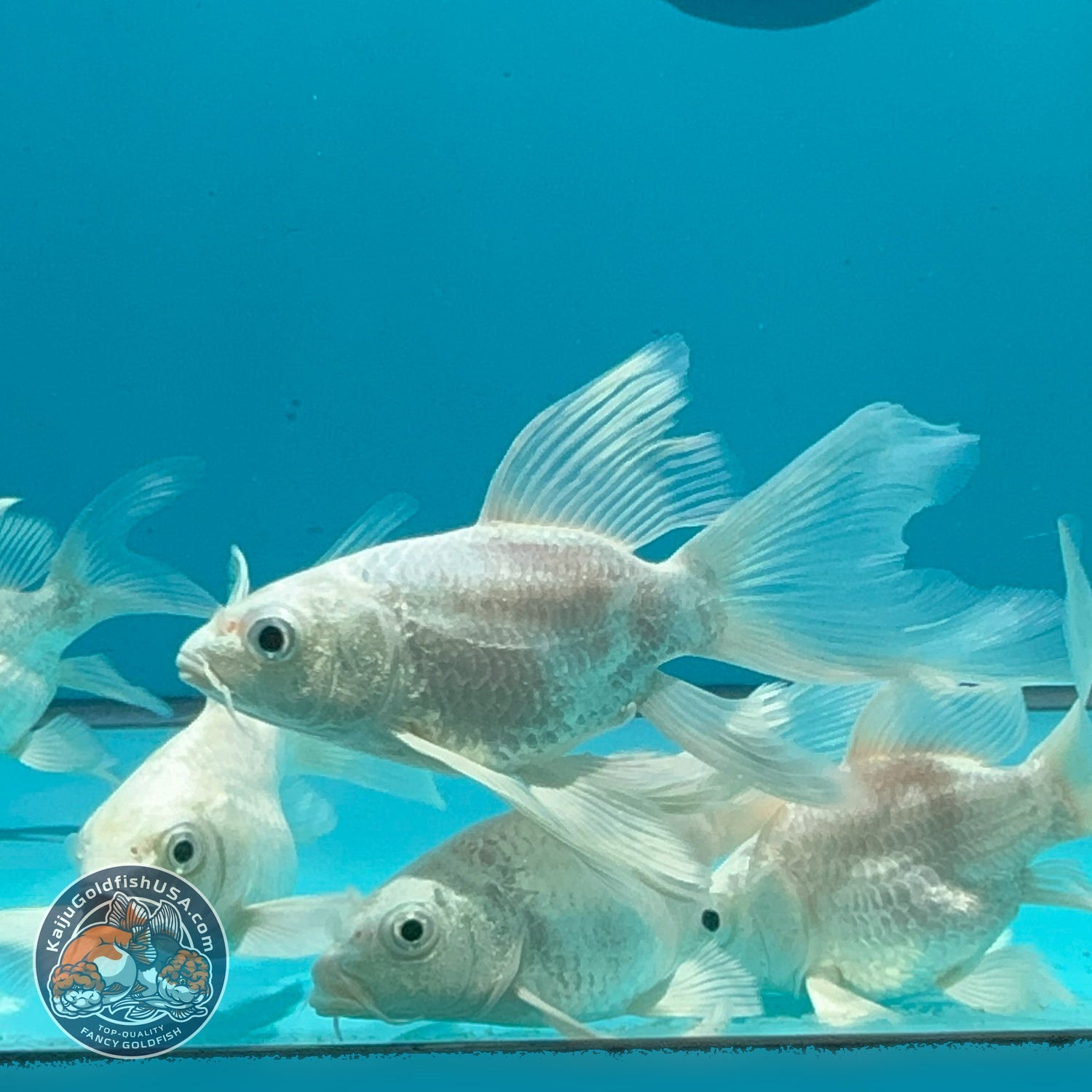 Platinum Short Body Butterfly Koi 1.5-2 inch Body | We Pick, You Save! (260821_KOI0)