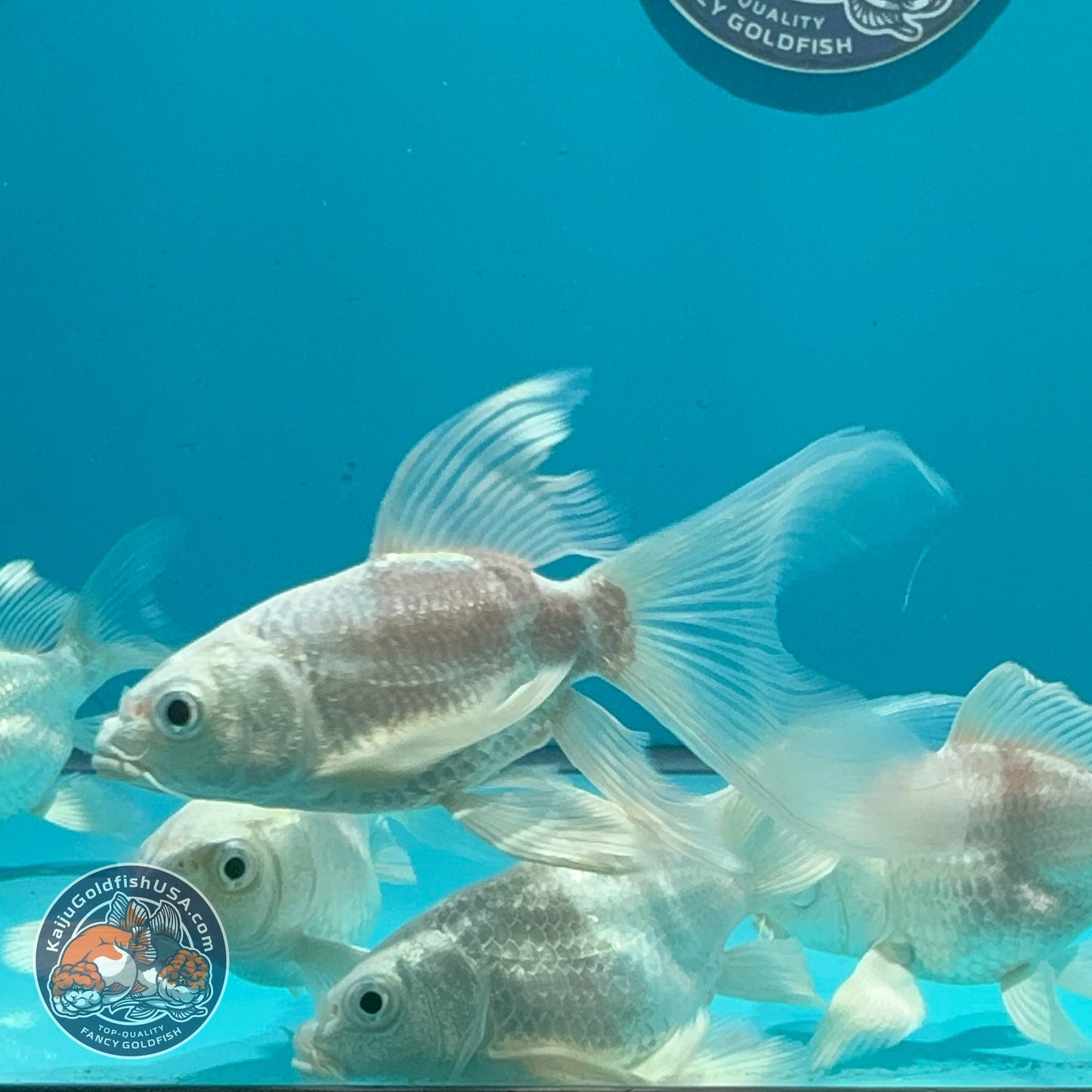 Platinum Short Body Butterfly Koi 1.5-2 inch Body | We Pick, You Save! (260821_KOI0)