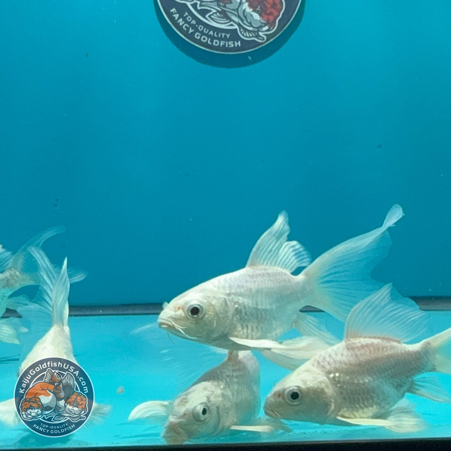 Platinum Short Body Butterfly Koi 1.5-2 inch Body | We Pick, You Save! (260821_KOI0)