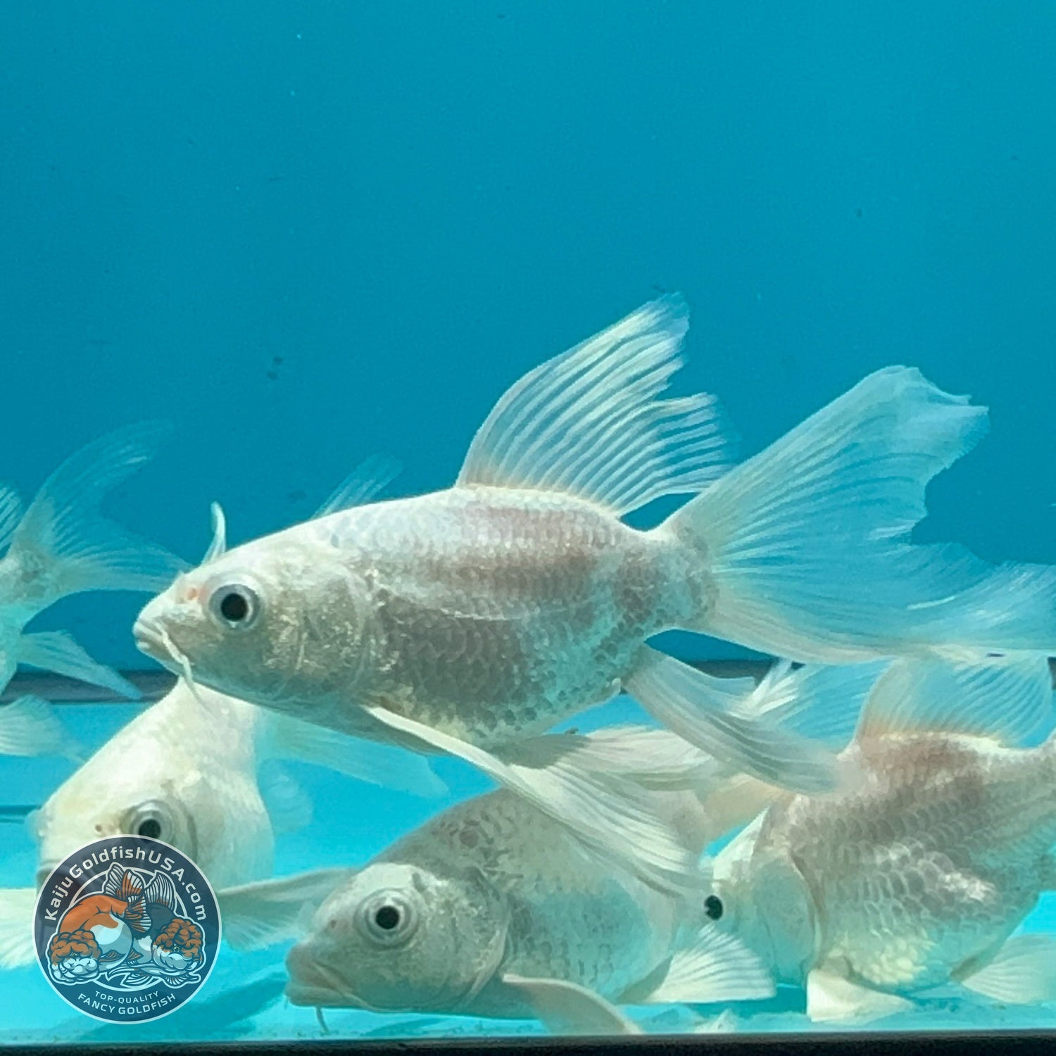 Platinum Short Body Butterfly Koi 1.5-2 inch Body | We Pick, You Save! (260821_KOI0)