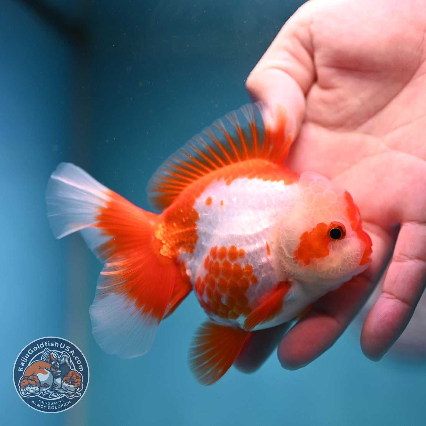 Polka-dot Red White Rose Tail Oranda 3.5 inch Body (260814_OR12)