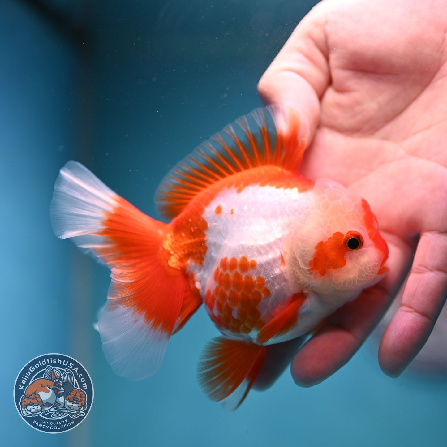 Polka-dot Red White Rose Tail Oranda 3.5 inch Body (260814_OR12)