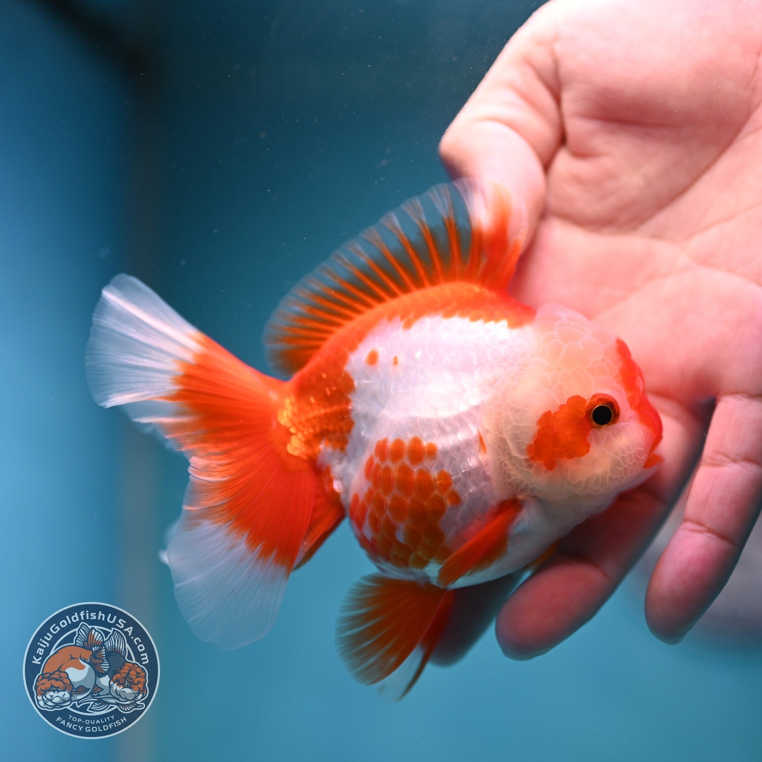 Polka-dot Red White Rose Tail Oranda 3.5 inch Body (260814_OR12)