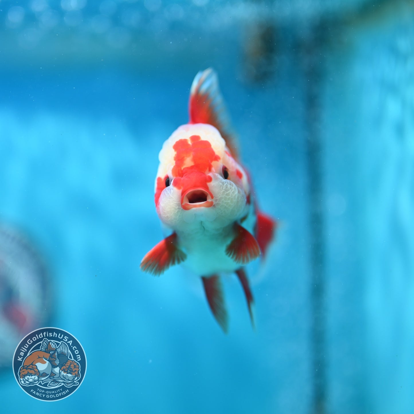 Polka-dot Red White Rose Tail Oranda 3.5 inch Body (260814_OR12)
