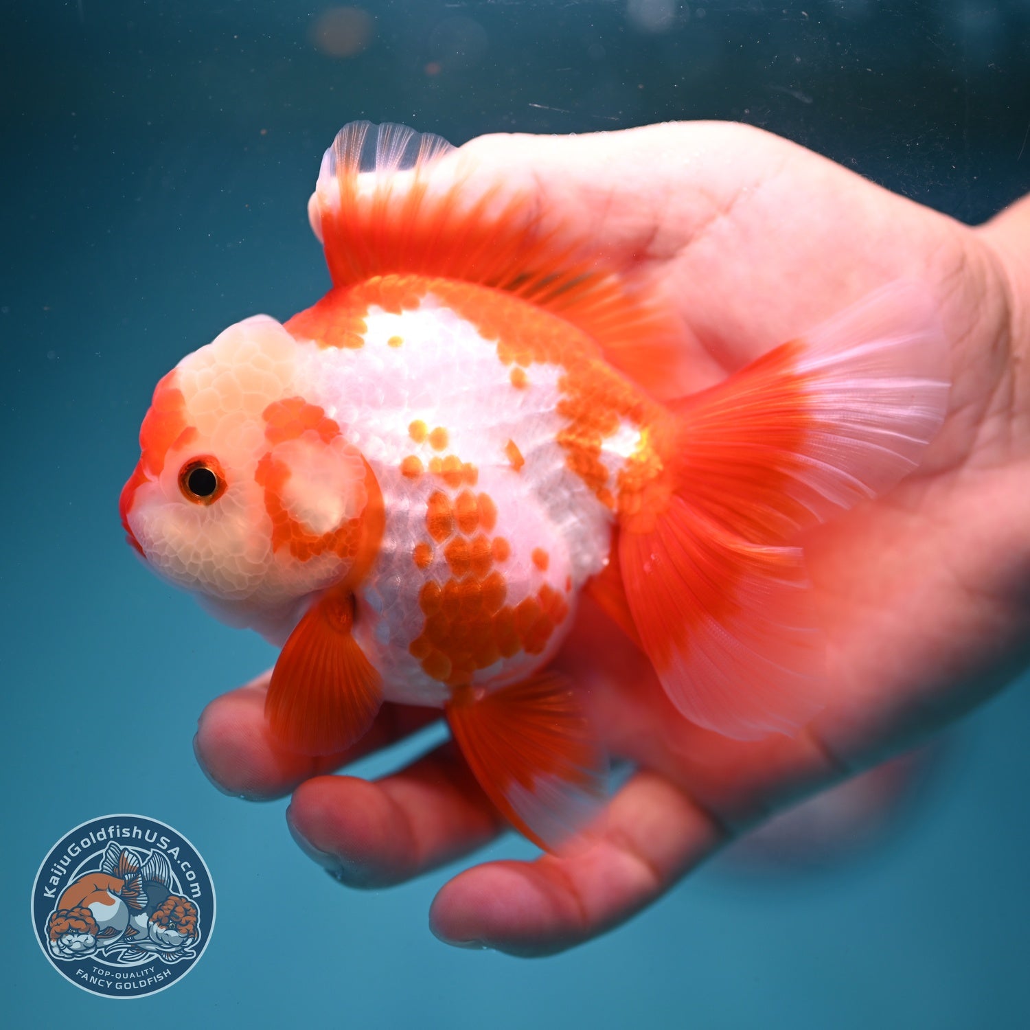 Polka-dot Red White Rose Tail Oranda 3.5 inch Body (260814_OR12)