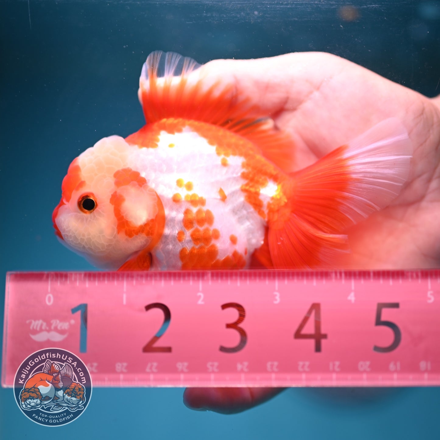 Polka-dot Red White Rose Tail Oranda 3.5 inch Body (260814_OR12)