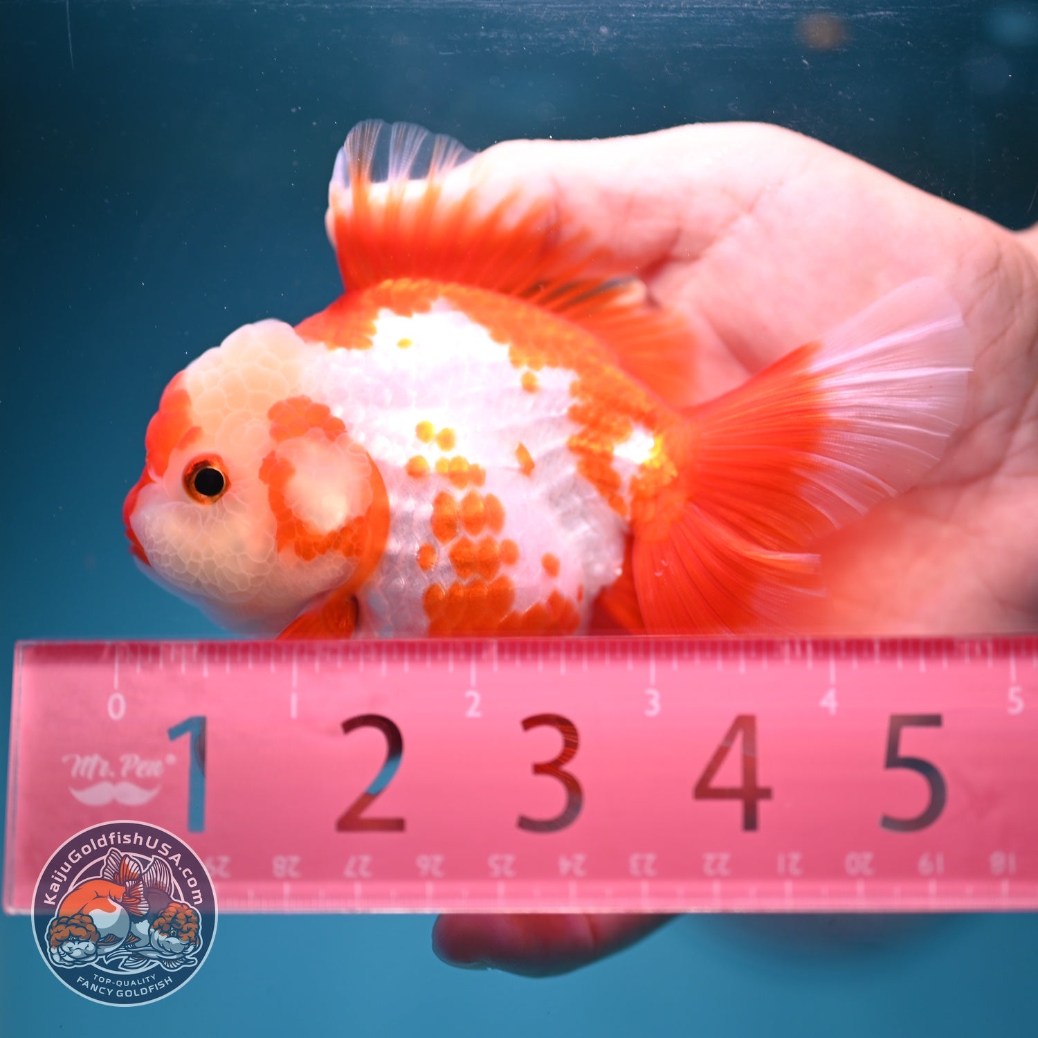 Polka-dot Red White Rose Tail Oranda 3.5 inch Body (260814_OR12)