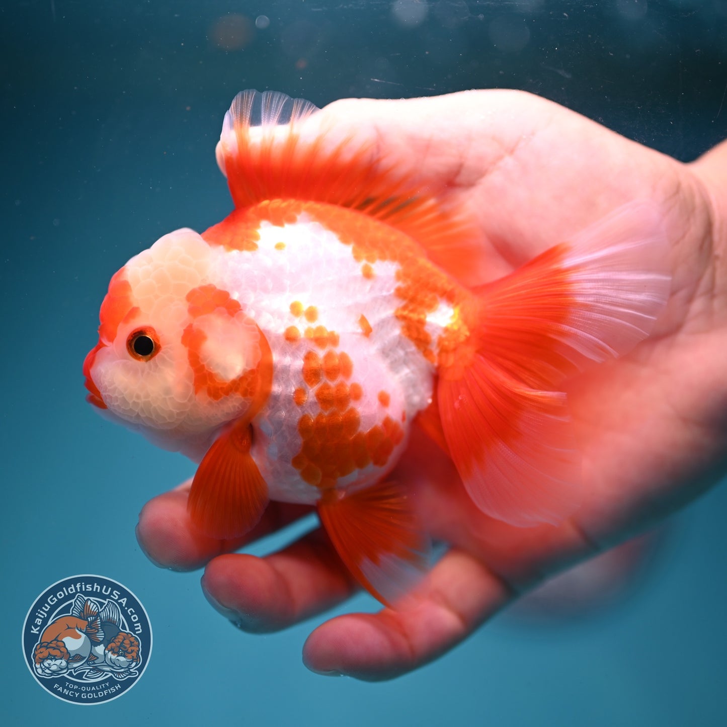 Polka-dot Red White Rose Tail Oranda 3.5 inch Body (260814_OR12)