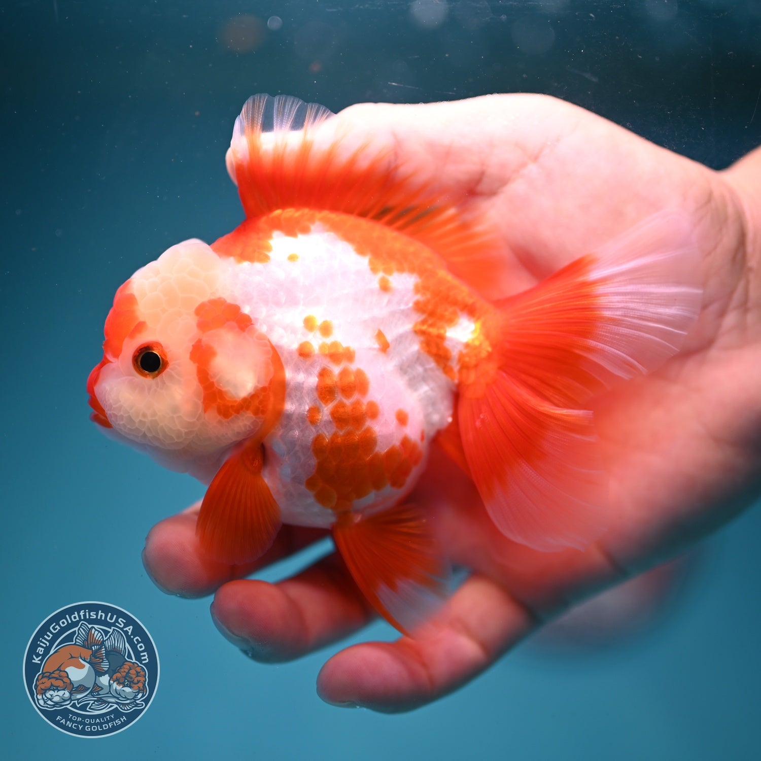 Polka-dot Red White Rose Tail Oranda 3.5 inch Body (260814_OR12)