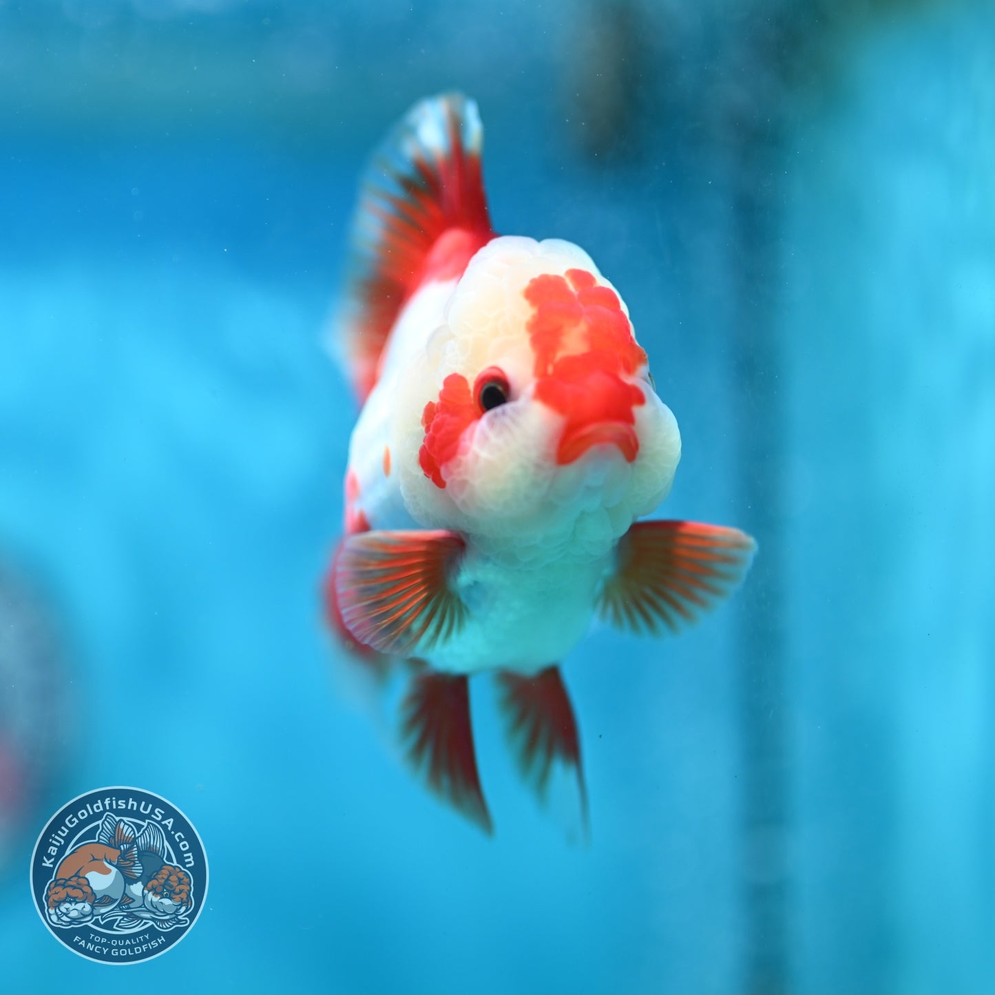 Polka-dot Red White Rose Tail Oranda 3.5 inch Body (260814_OR12)