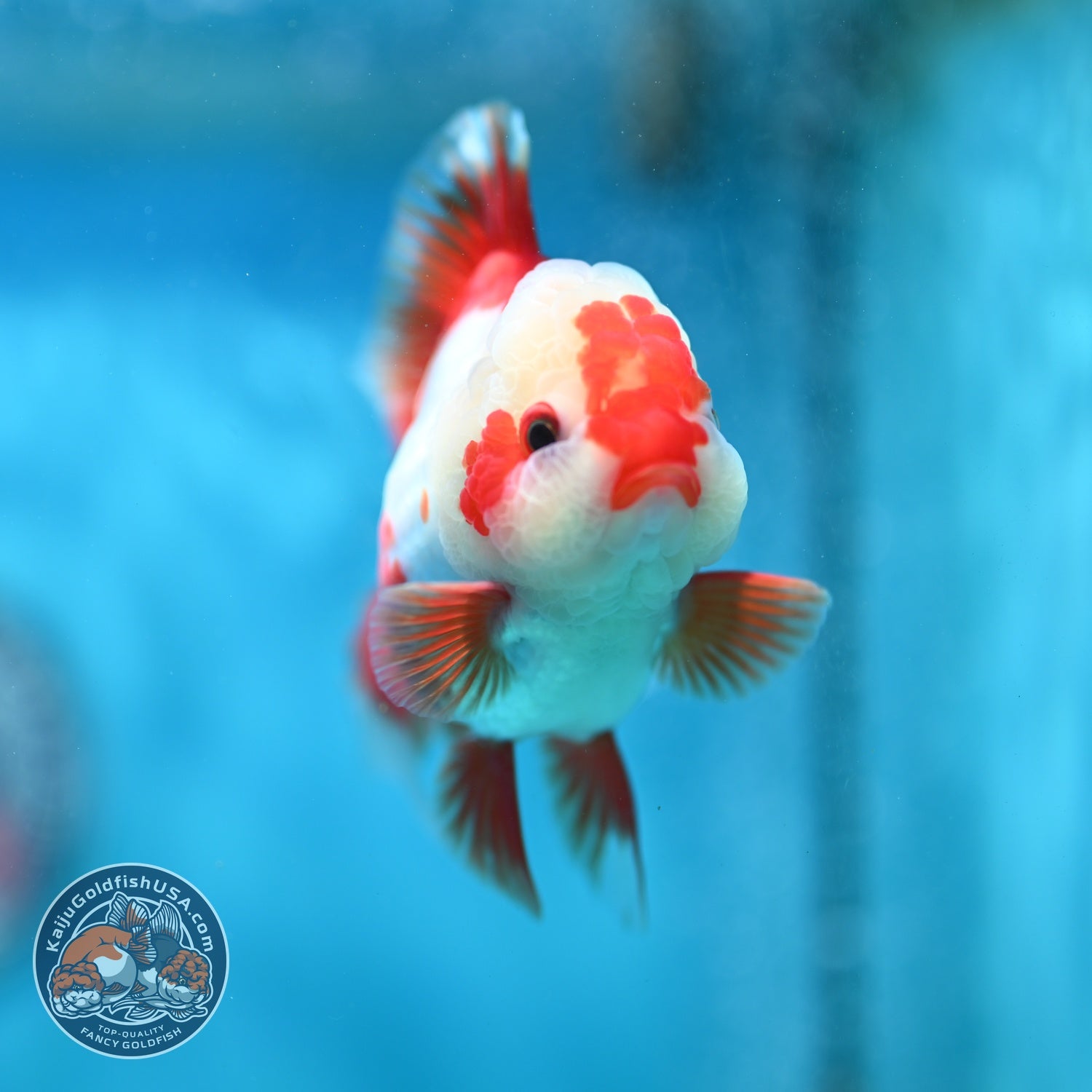 Polka-dot Red White Rose Tail Oranda 3.5 inch Body (260814_OR12)