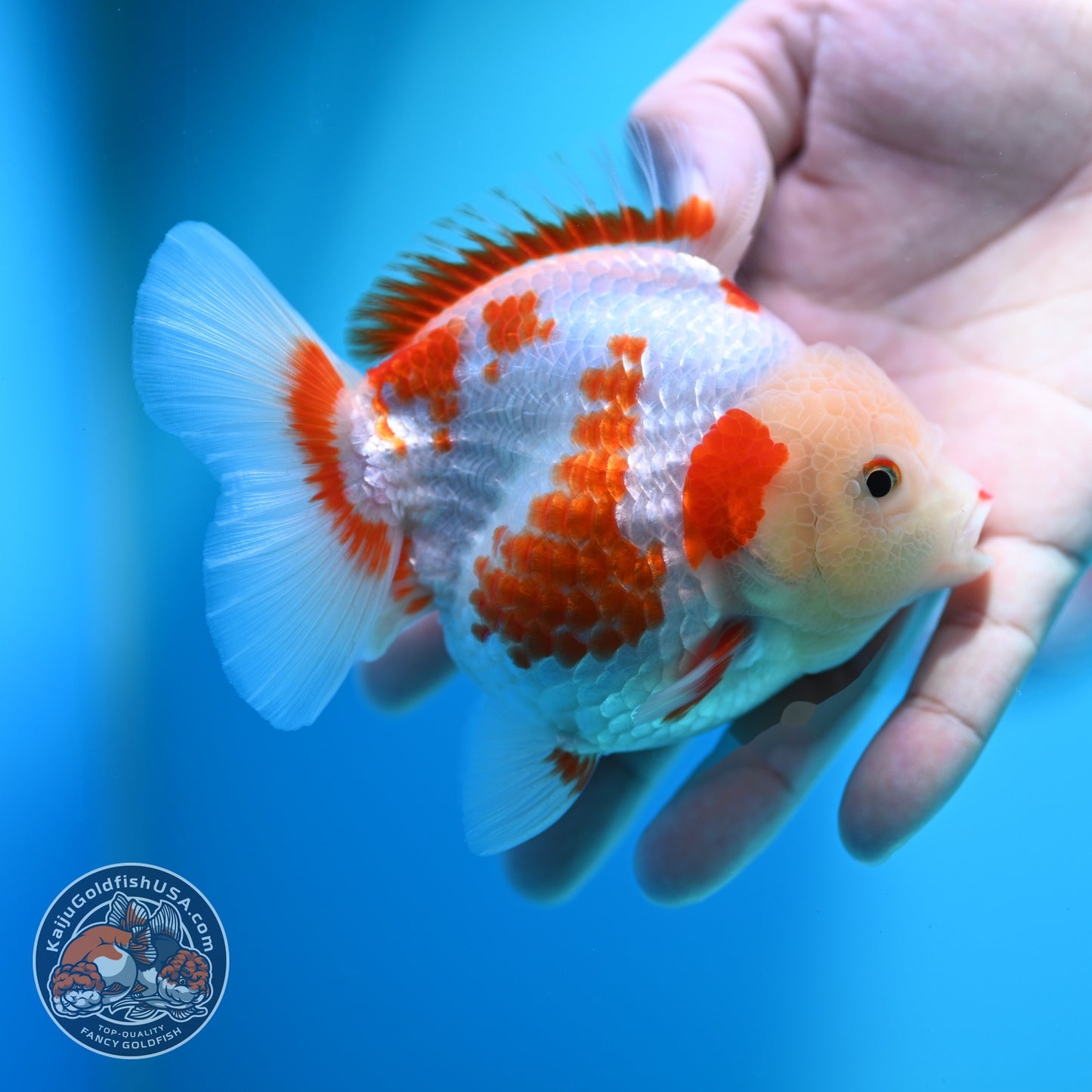 Polka-dot Red White YuanBao Oranda 4 inch Body (260529_OR18)