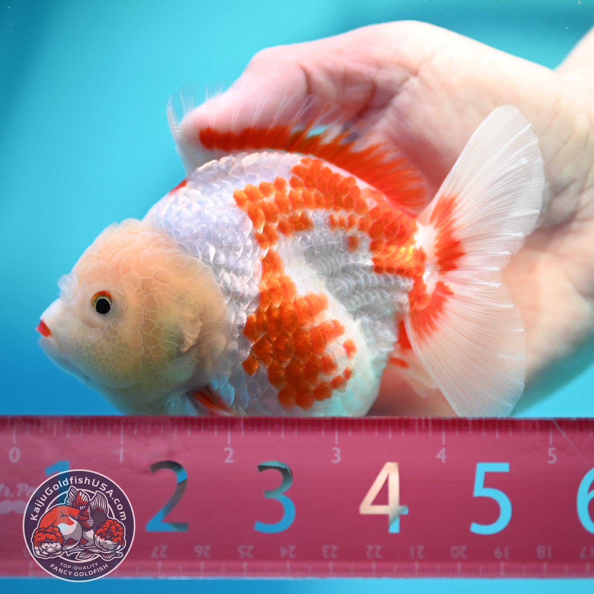Polka-dot Red White YuanBao Oranda 4 inch Body (260529_OR18)