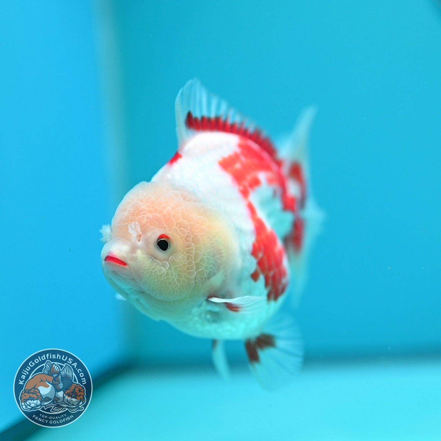 Polka-dot Red White YuanBao Oranda 4 inch Body (260529_OR18)