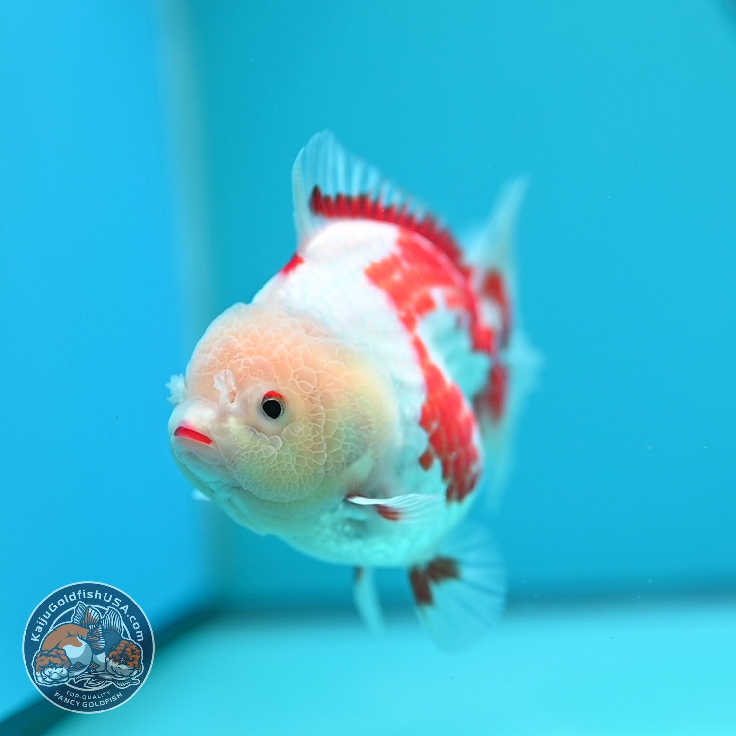 Polka-dot Red White YuanBao Oranda 4 inch Body (260529_OR18)