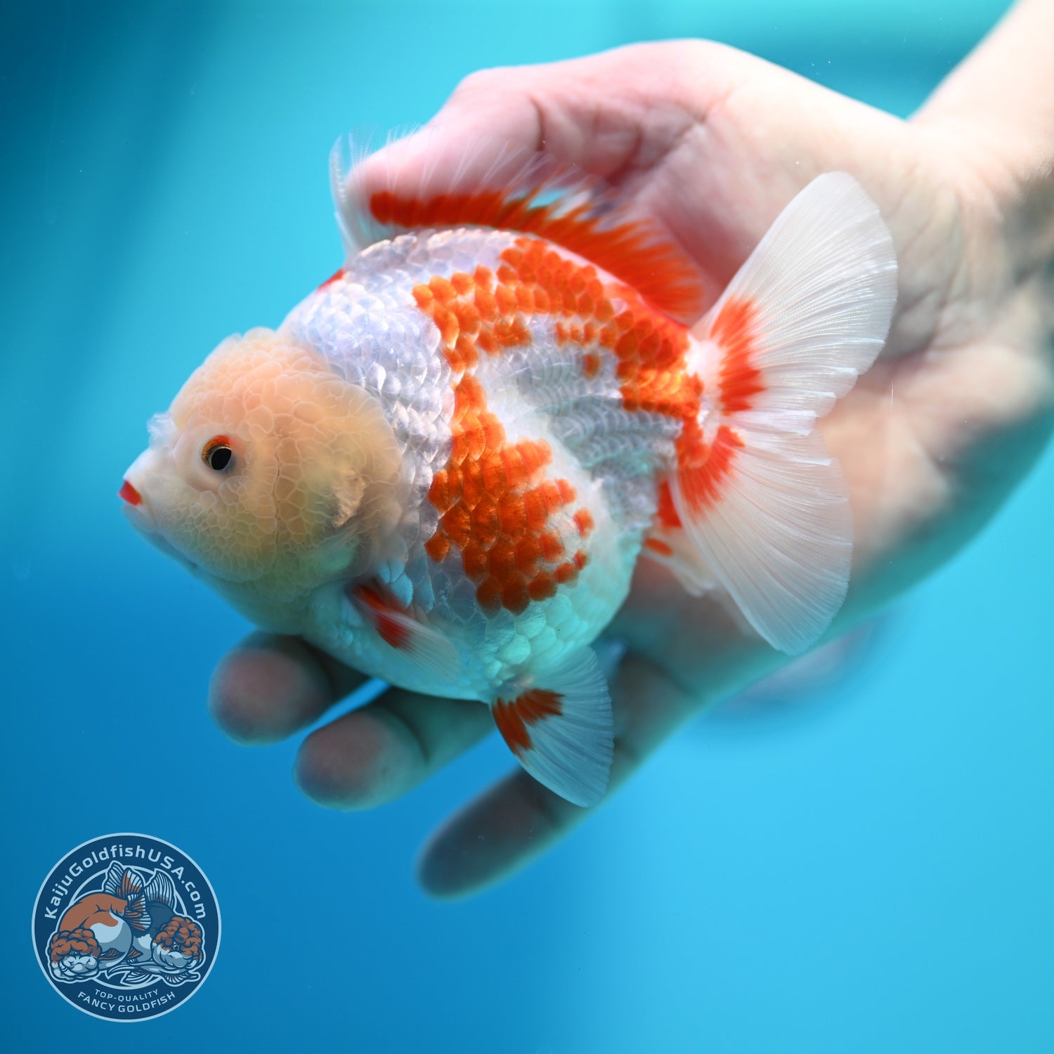 Polka-dot Red White YuanBao Oranda 4 inch Body (260529_OR18)